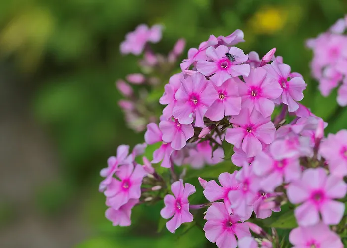 Hotel Alsace Village 2*